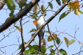 サンショウクイ